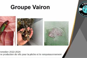 Groupe_vairon