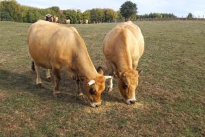 aubrac placnhez