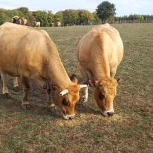 Semaine EIE – 2nde Agri – découverte des races