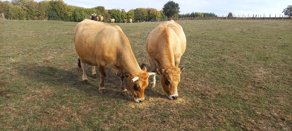 Semaine EIE – 2nde Agri – découverte des races