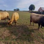 photo 2 aubrac placnhez
