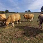 photo 3 aubrac placnhez