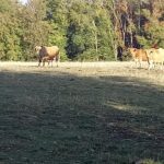photo 7 aubrac placnhez