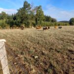 photo 9 aubrac placnhez